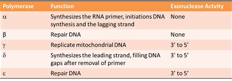Image result for DNA Polymerase Function