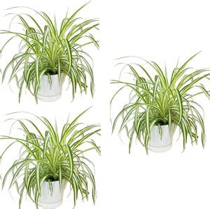 Dishita Go Green Spider Plant Price in India - Buy Dishita Go Green ...