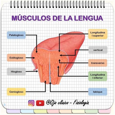 Pin de Ꮇarilu☾ en Apuntes odonto | Músculos de la lengua, Anatomía de la lengua, Anatomia y ...