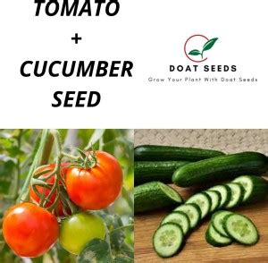Doat Tomato With Cucumber 2 Varieties of Vegetable Seeds Seed Price in ...