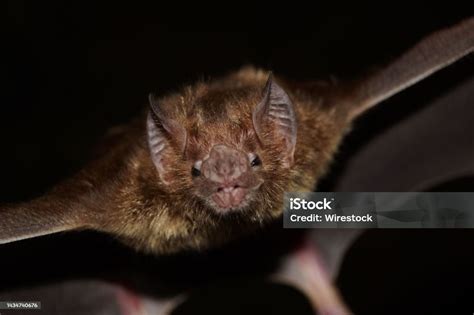 Image result for Common Vampire Bat