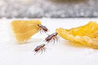 Pest Control Services in India | Cockroach, Termite & Mosquito Control ...