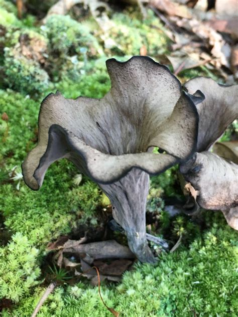 Black Trumpet Mushroom (Craterellus cornucopioides) [3024x4032] : r/Mycoporn