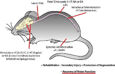 Image result for Intrathecal Injection Mouse