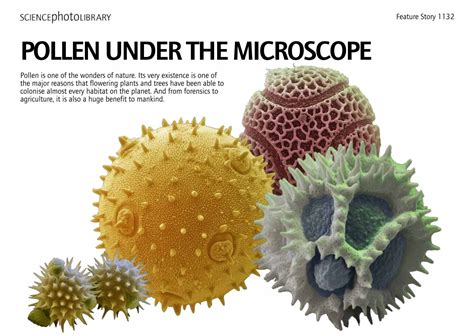 Pollen Under Microscope 100X at Rosemary Henry blog