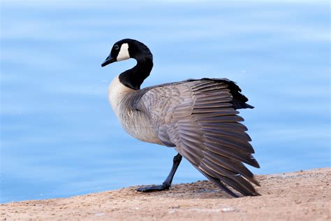 Canadian Goose Flying