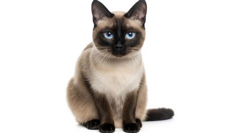 Page 5 | Siamese cat isolated Images - Free Download on Freepik