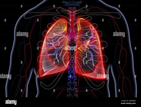 Image result for Lung Segmentation Using CNN