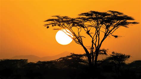 Iconic Africa Sunset And Orange Sky With Large Sun Over The Masaai Mara ...