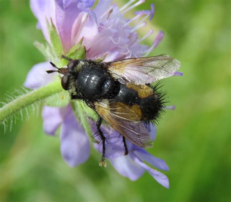 British Parasite Flies (Tachinidae) in Flickr | Dipterists forum