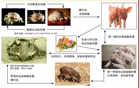 非洲猪瘟的传播途径有哪些，主要有这五种 - 农敢网