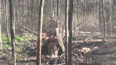 Tree Exploding From Cold 的图像结果