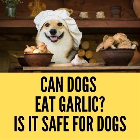 Can Dogs Eat Garlic