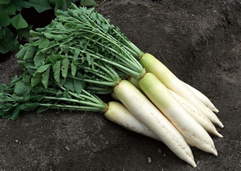 Difference Between Korean Radish and Daikon Radish – Radish benefits