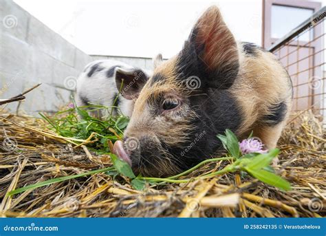 Little Kune Kune Pigs Eating Fresh Grass Stock Image - Image of litter ...