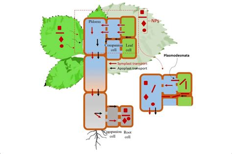 Image result for Apoplastic Pathway Model Kit