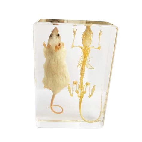Zamax Study Model Mouse And Mouse Skeleton Specimen Mouse Skeleton ...