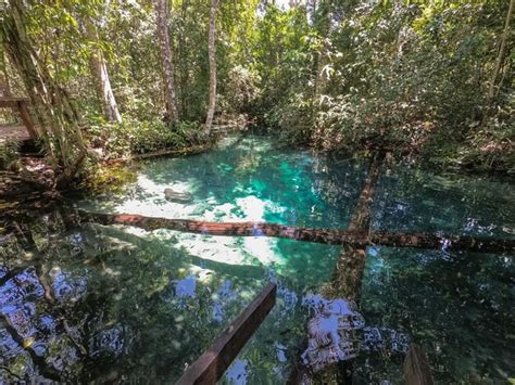 Crystal clear spring with mirror reflections in the brazilian ...