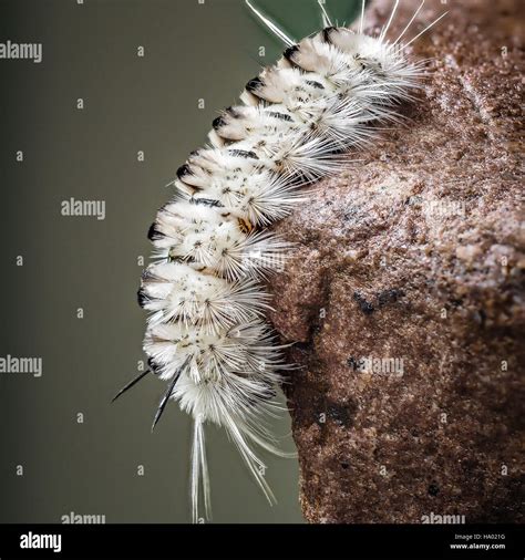 Poisonous white Hickory Tussock Moth Caterpillar on wet rock Stock ...