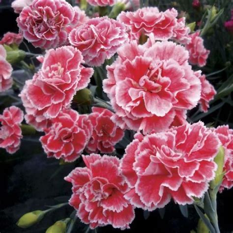 Buy Dianthus Mixed Color Flower Seeds | Hobbyplus.in | Free Shipping