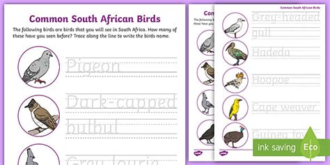 Grade R Birds - Worksheet: Trace the Names of Birds - Twinkl