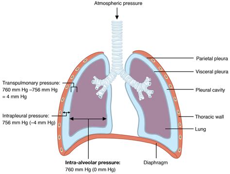 transpulmonary pressure and intrapleural pressure in 2025 | Anatomy and ...