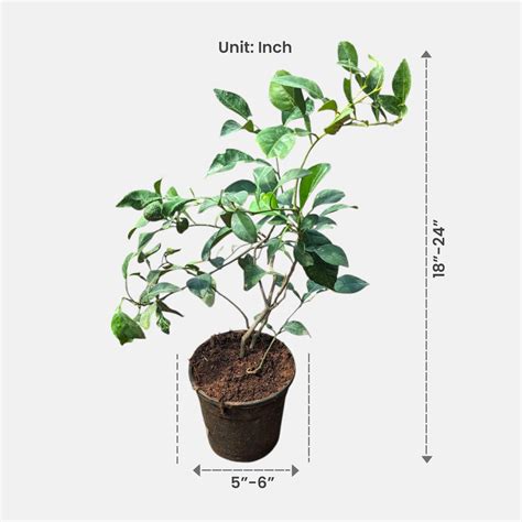 Buy Kaffir Lime Plant - Kafir Lime online at best price