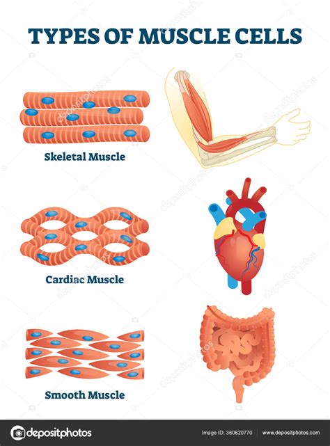 Skeletal Muscle Tissue Labeled Diagram