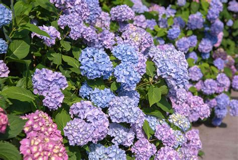 Hydrangea Planting In Fall