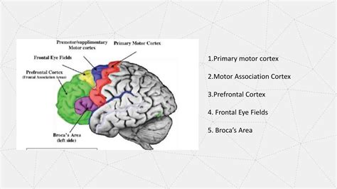 Frontal Lobe ppt Psychiatry ppt ppt.pptx