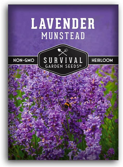 Amazon.com : Munstead Lavender Seed for Planting - 1 Packet with Instructions to Plant & Grow ...