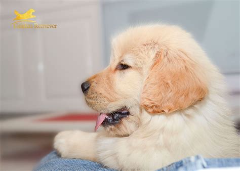 Lindos Cachorros De Golden Retriever