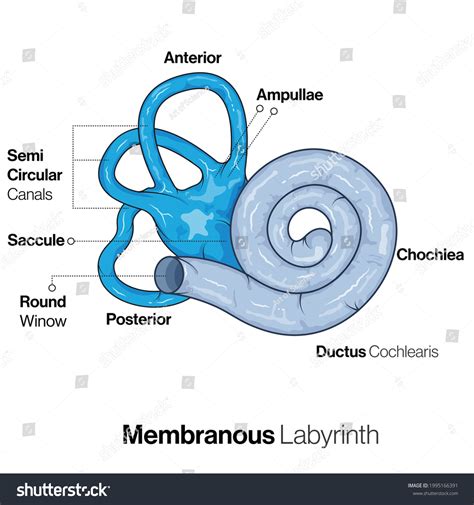 Labyrinthitis And Inner Ear Crystals Ear Infection | Ear Health