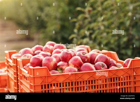 Produce High Resolution Images 的图像结果