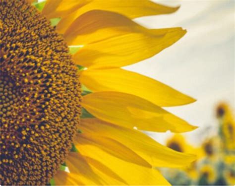 Dhartimitra - Online Fertilizer Recommendation Service