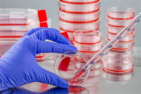 Cell 2D 的图像结果