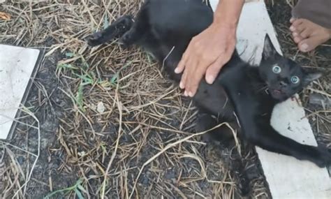 python program in string operation of a cat 的图像结果