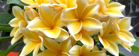 Image result for Java How to Make a Class