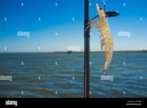 Bait the hook hi-res stock photography and images - Alamy