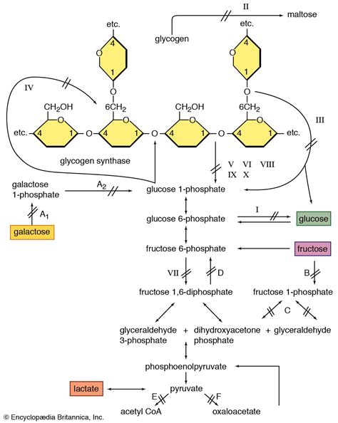 Glycogenolysis | Glucose Metabolism, Liver Function & Regulation ...