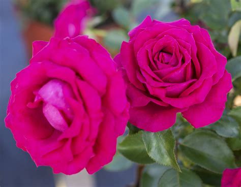 Grandiflora Roses — Sunnyside Nursery