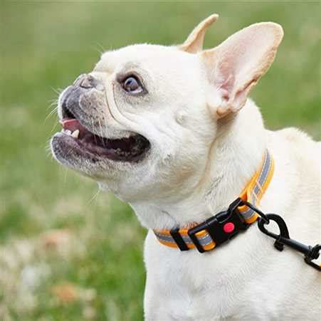 Buy Stylish Reflective Dog Collar Belt online At Best Price | Puppy ...