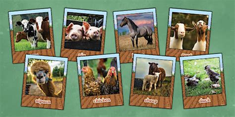 Farm Animals Instant Photo Style Display Images