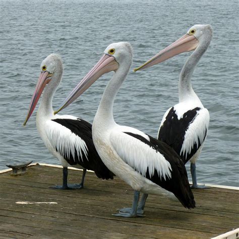 Pelican Photos, Download The BEST Free Pelican Stock Photos & HD Images