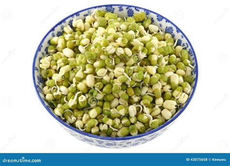 Soaked Mung Bean (Green Gram) Sprouts Stock Photo - Image of bean ...