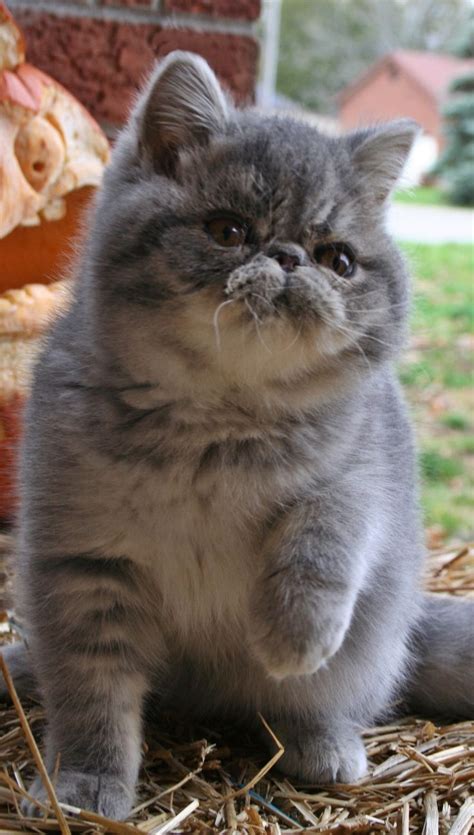 british shorthair persian