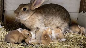 Image result for Rabbit Nursing Baby