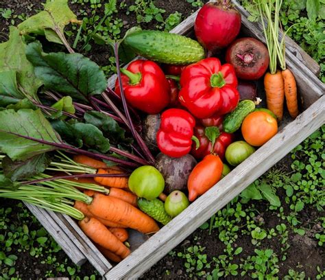 Vegetable Seeds for Sale | Classic and Rare Non-GMO Varieties – Sow Right Seeds