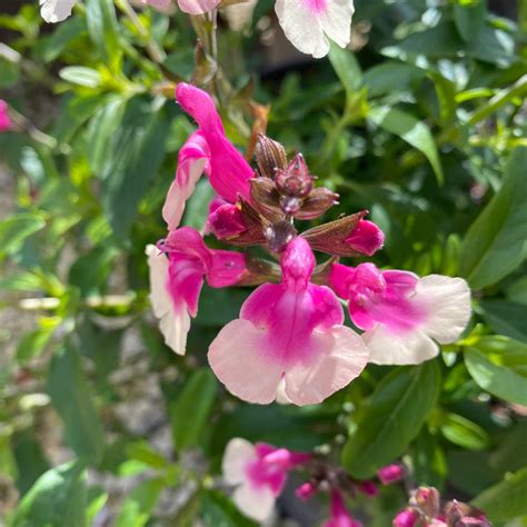 Cottage Garden Perennials 的图像结果