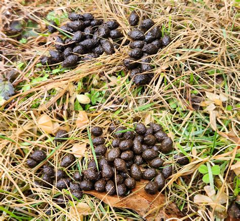 Help me identify these scat piles found in my fenced-in southeastern ...